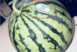 彩虹吃瓜的其他网红叫什么,盘点那些与彩虹吃瓜齐名的热门网红